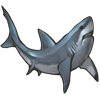 carcass-shark.png