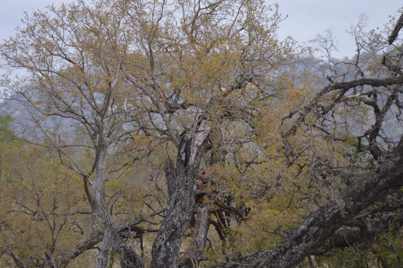 DÍA 9:  KRUGER (Berg-en-Dal – Lower Sabie) - Sudáfrica y Seychelles 2018 -  Una Honeymoon llena de vida (1)