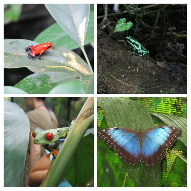 COSTA RICA 2012 (Luna de miel) - Blogs de Costa Rica - 3º DÍA:  TORTUGUERO (4)