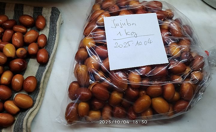 https://i.postimg.cc/264gzgJC/jujuba-20251004.jpg