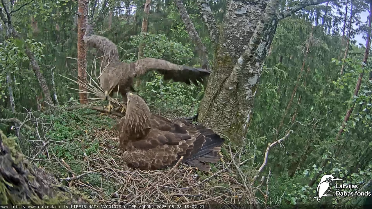 Mazais ērglis (Clanga pomarina), ligzda bērzā 13-40-6 screenshot