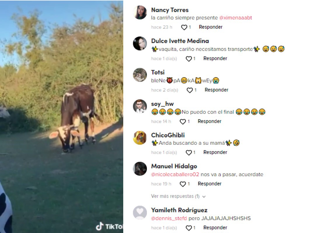 Vaca asusta a una joven, la chica llevaba una “casaca de vaca”