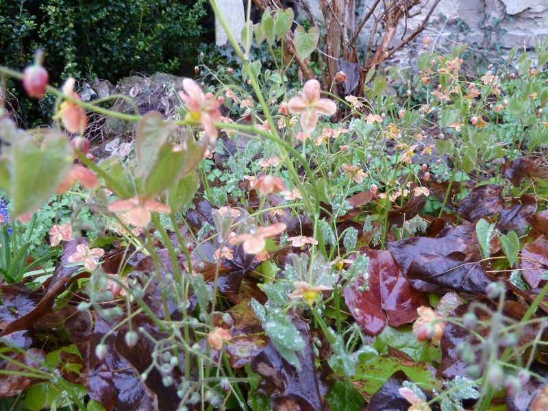 2013-04-27 Epimedium Orangekönigin