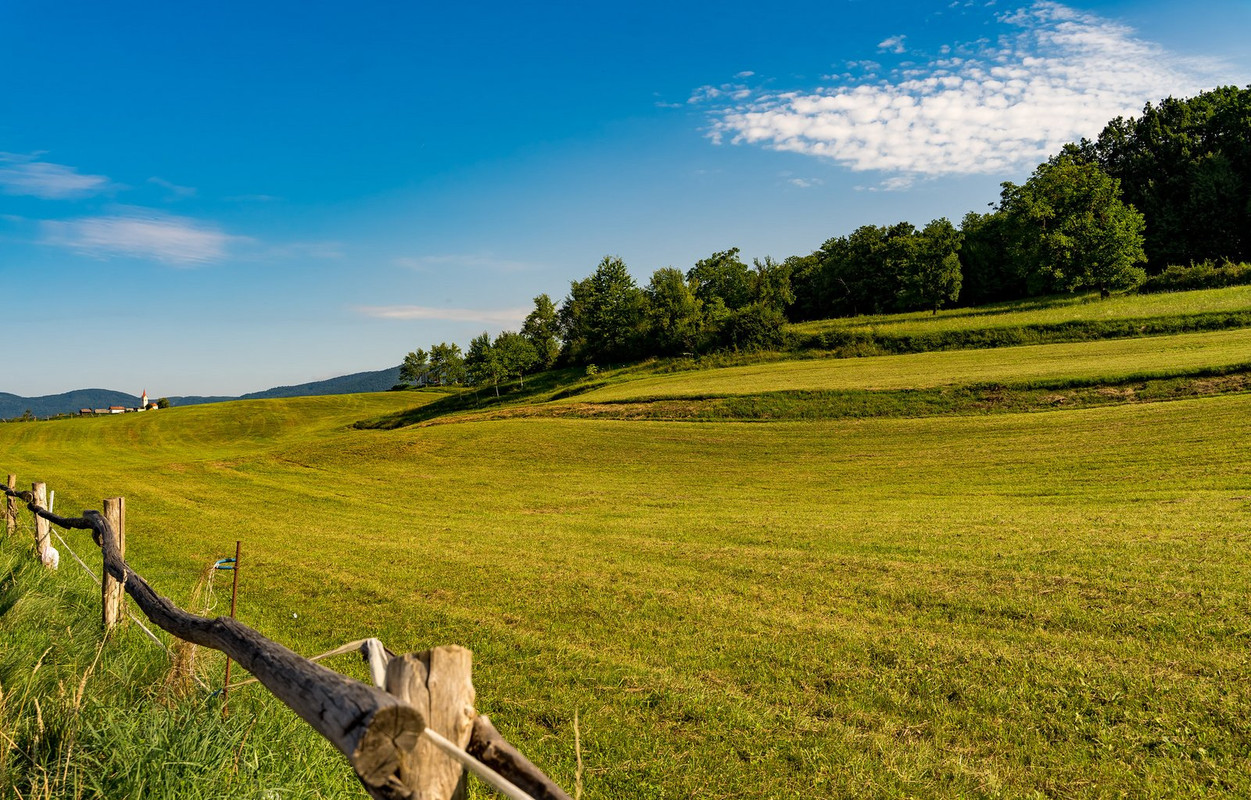 green-grass.jpg