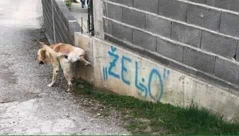 slika