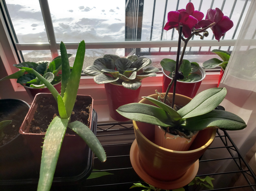 [Image: 20210103-131155.jpg]