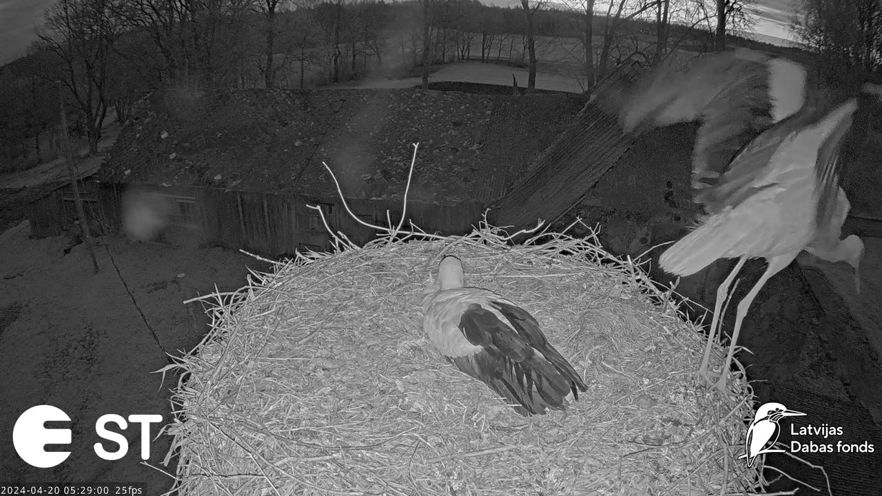 Baltie stārķi (Ciconia ciconia) Tukuma novadā - LDF tiešraide __ White storks in Tukums, Latvia 9-58
