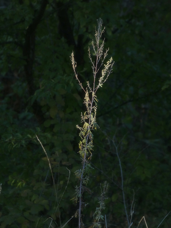 P1060409-0... (1024)