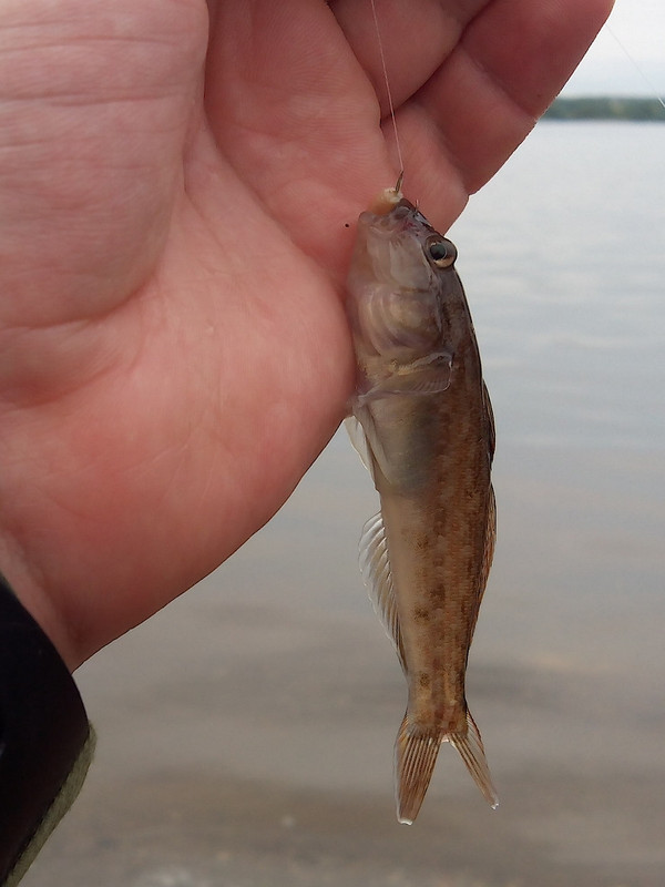 Заостровка 11.08.14 01