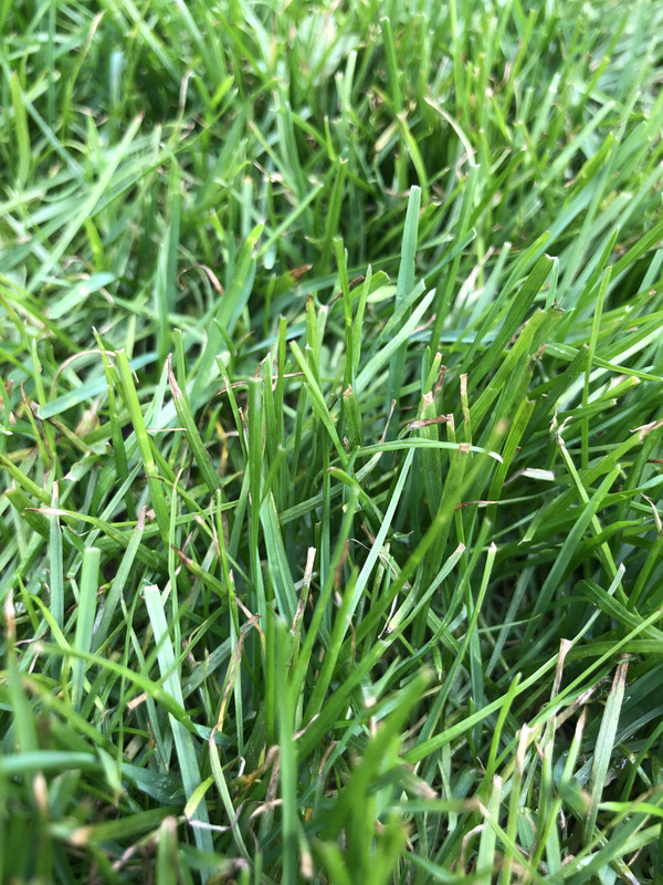 Brown tips on new grass blades | Lawn Care Forum