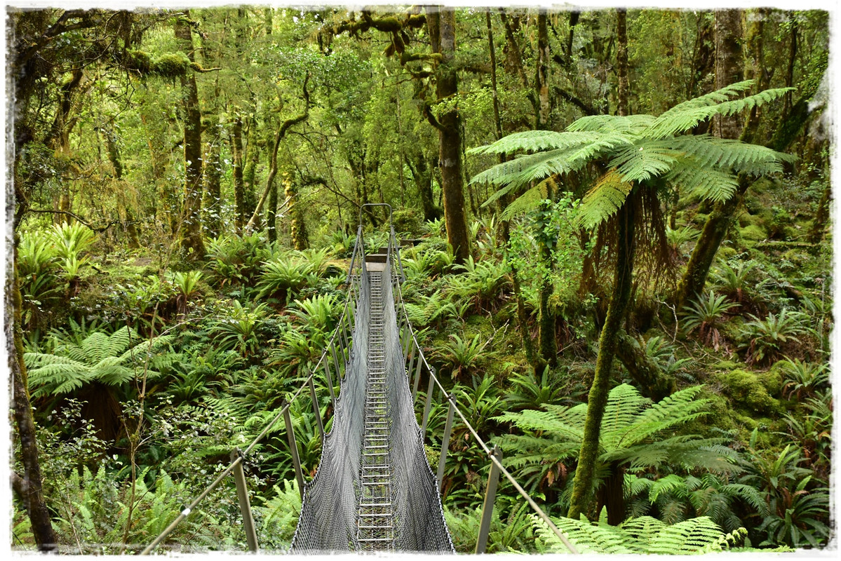 Escapadas y rutas por la Nueva Zelanda menos conocida - Blogs de Nueva Zelanda - Fiordland NP: Humpridge Track (febrero 2021) (17)