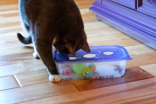 cat playing with plastic container