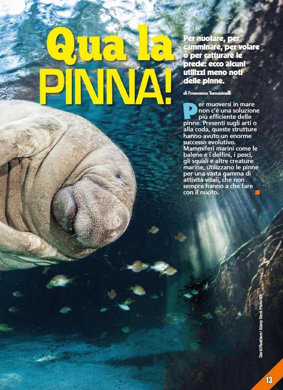 Foc Wil - Lug 2023 (2)