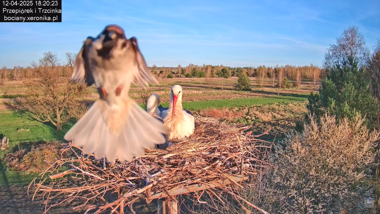 12042025bociany_1