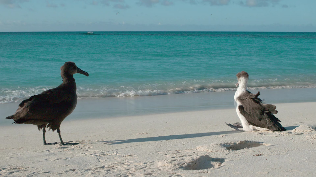 Our Planet 2019 Season 2 S02 1080p NF WEB DL x265 HEVC 10bit EAC3 Atmos 5 1 Garshasp QxR