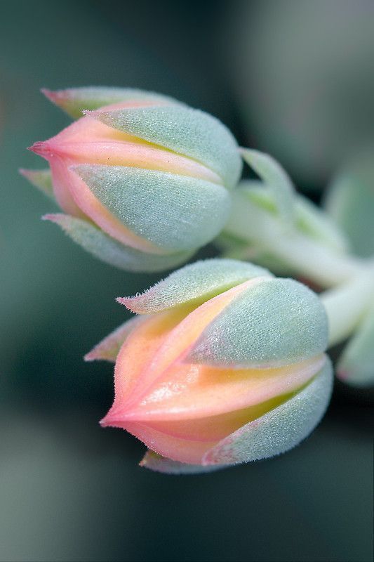 flowersmultitulips.jpg