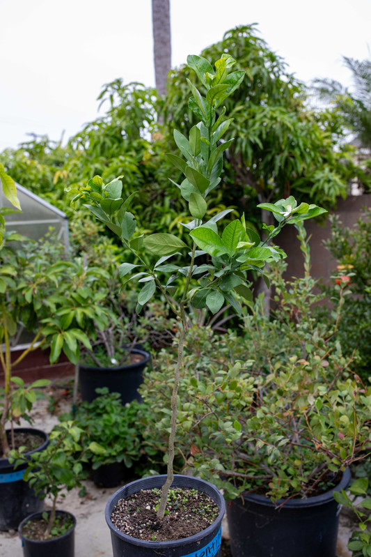 8U1A7327 Valentine Pommelo Tree on FD Rtootstock in Pot (10 7 25)