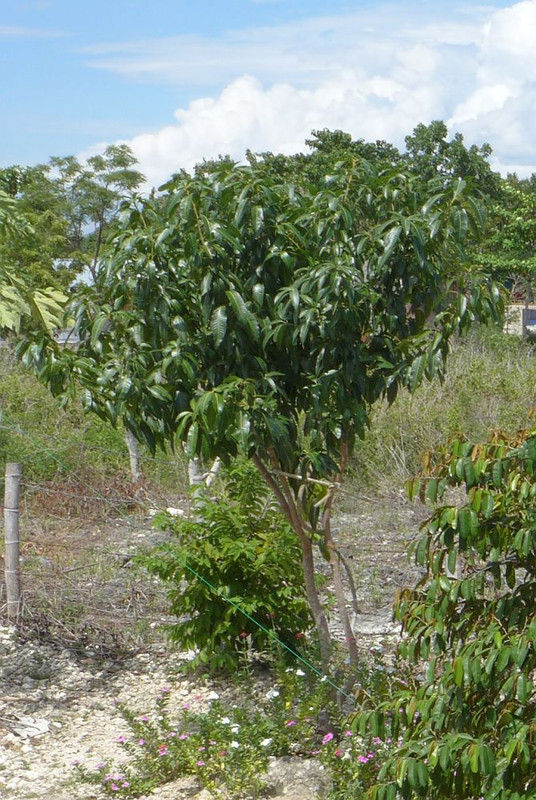 mango