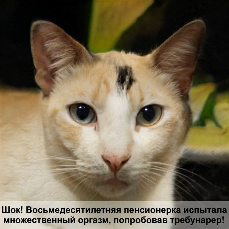 роял канин гастро интестинал для котят