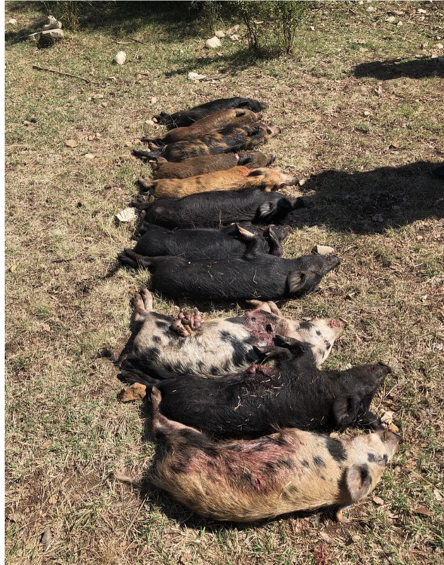 Screen Shot 2024-12-31 at 5.14.41 PM