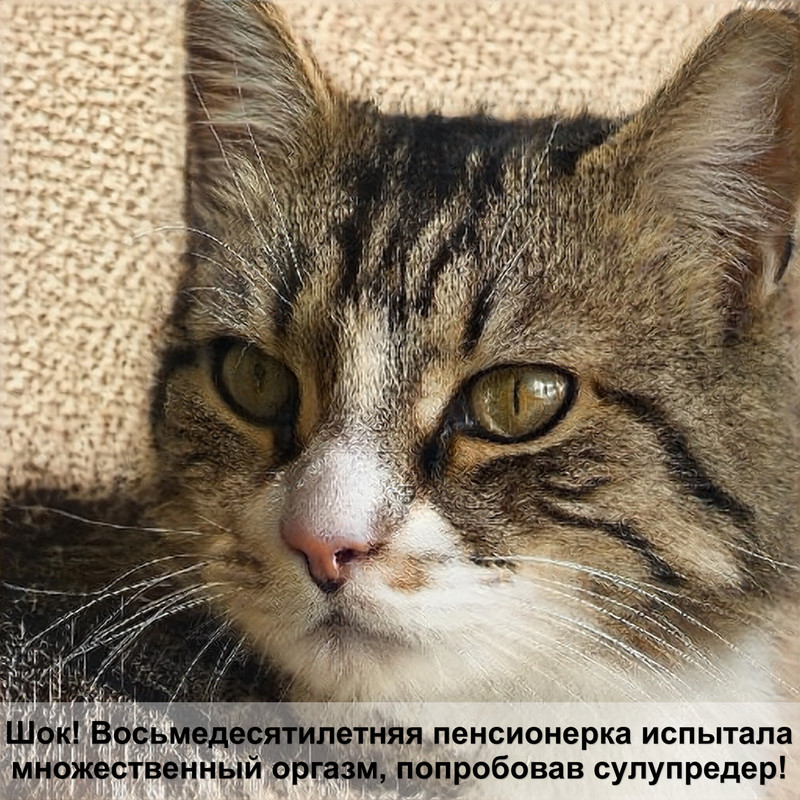 русская голубая кошка фото