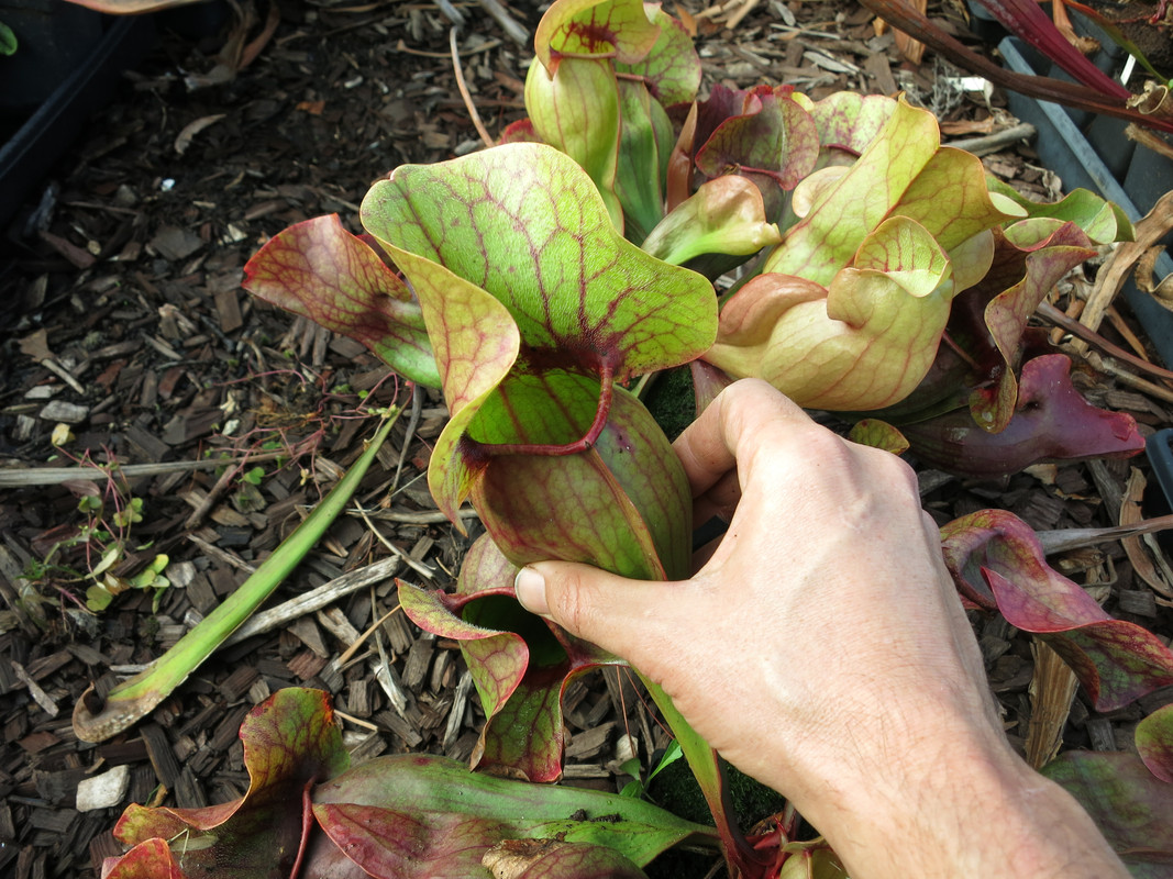 Red Throat Giant, early December 2018