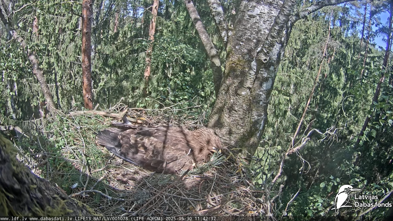 Mazais ērglis (Clanga pomarina), ligzda bērzā 13-34-27 screenshot