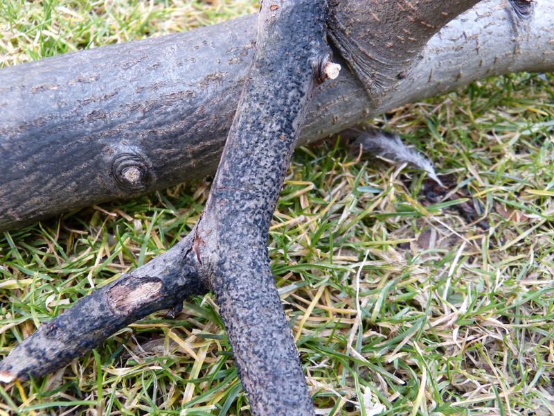 2014-03-01 Hängeulme2