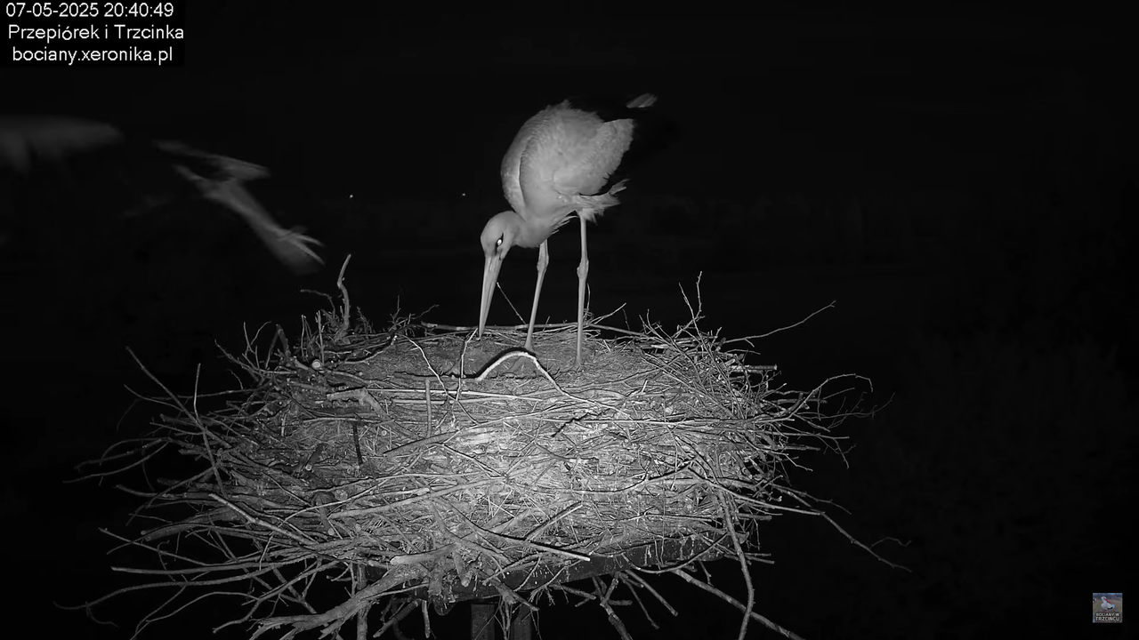 07052025bociany24