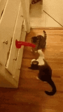 cat-slap.gif