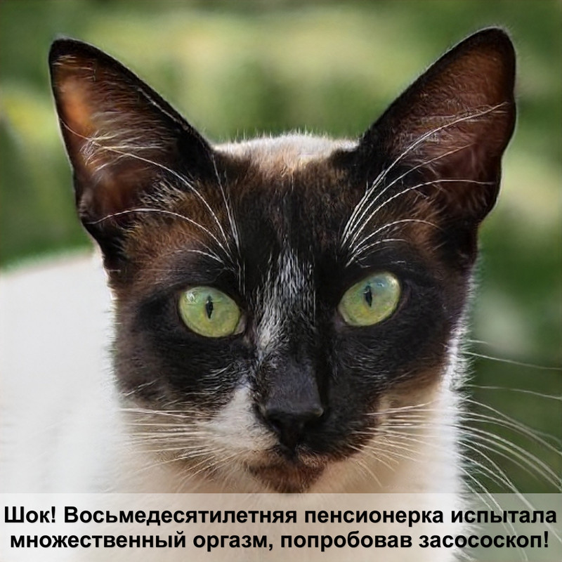 окраски сибирских кошек