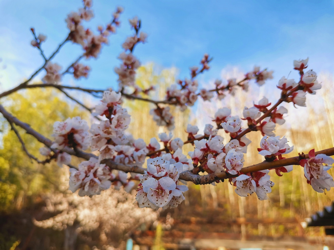 Цветение абрикоса