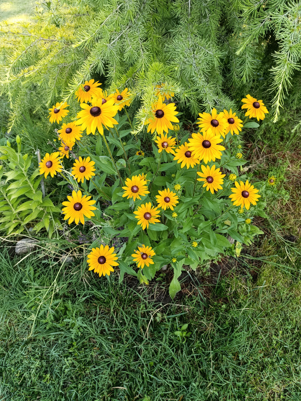 IMG_20250624_075524