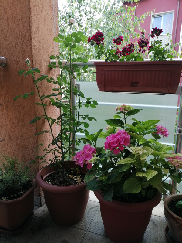 IMG_20190619_193721