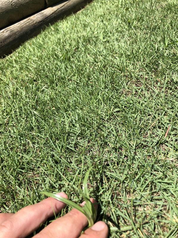 Zeon zoysia weed control (new sod) Lawn Care Forum
