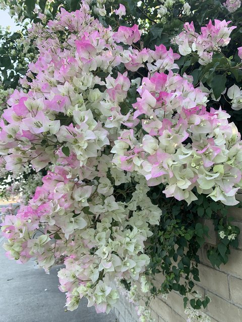 [Image: 91022038-6497-4-D99-B19-D-C342-A6-C41-A5-F.jpg]