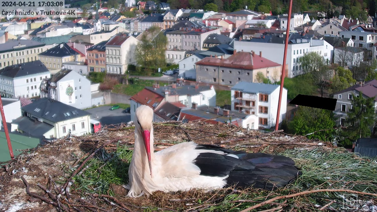Tiešraidē no stārķa ligzdas uz alus darītavas skursteņa Trutnovā 13-36-18 screenshot