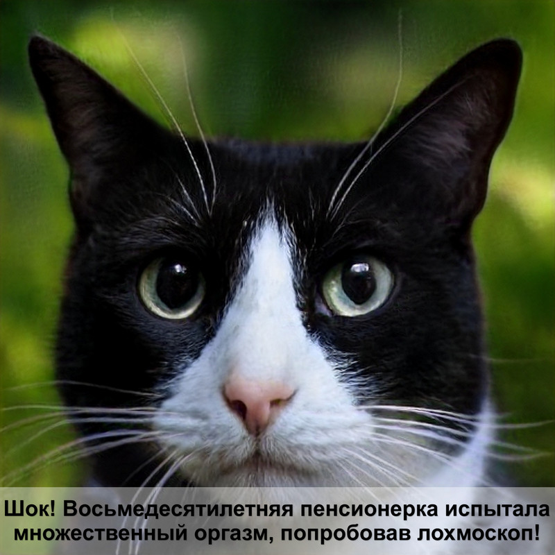 кошка ложится на живот беременной