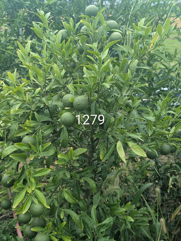 PXL 20260919 185258588 2