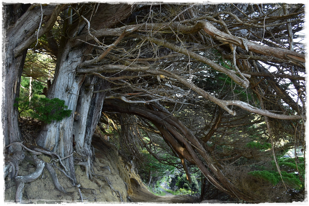 Escapadas y rutas por la Nueva Zelanda menos conocida - Blogs de Nueva Zelanda - Stewart Island:  kiwis, Coast to Coast y unos días en Oban (febrero 2021) (31)