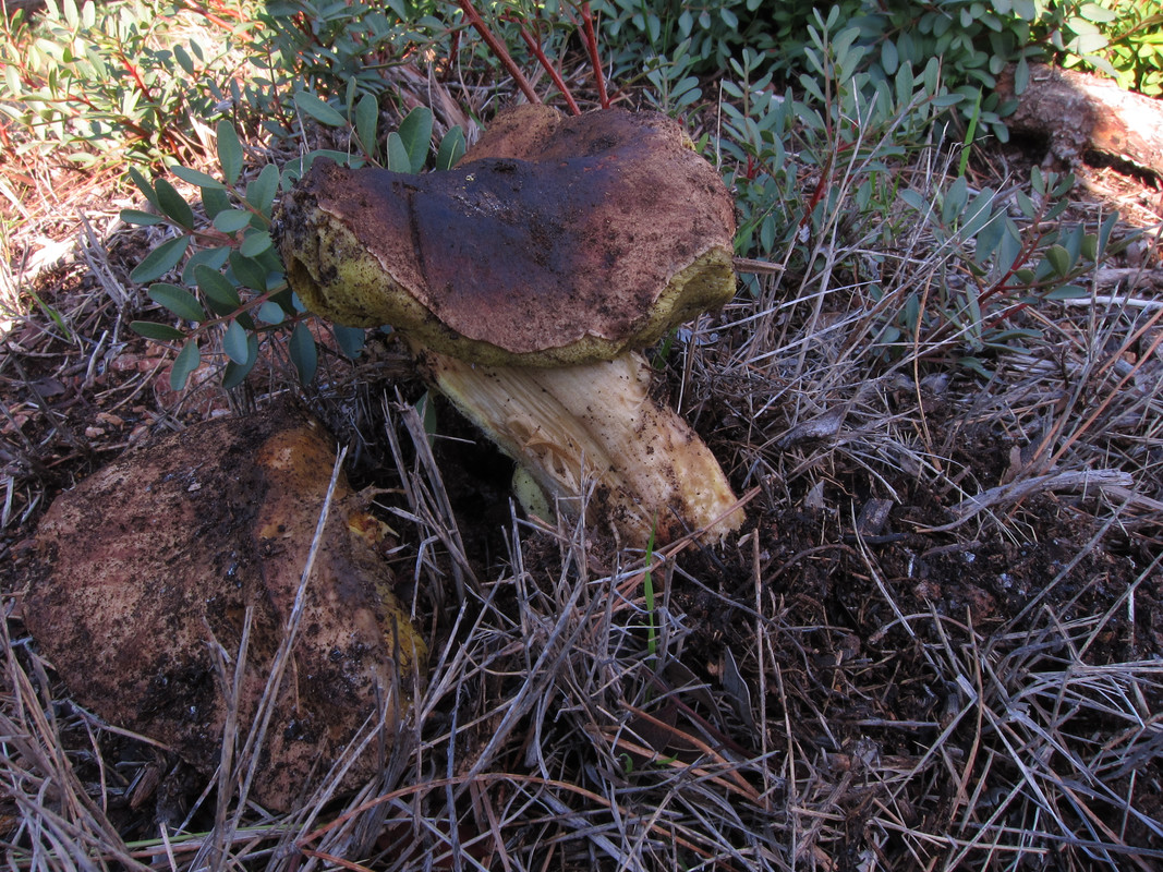 Boletus impolitus (5)