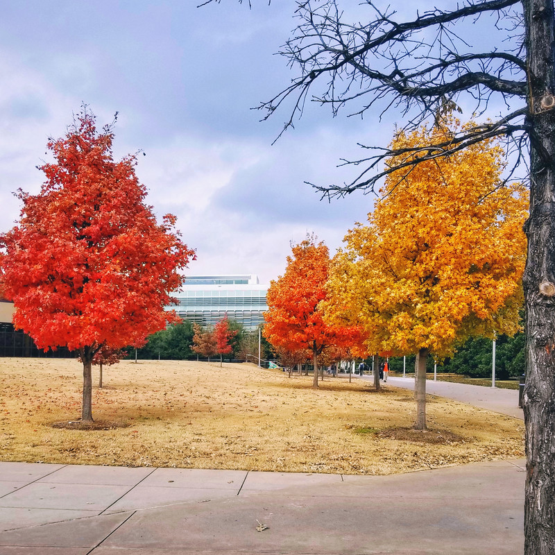 Tree @ UTDallas