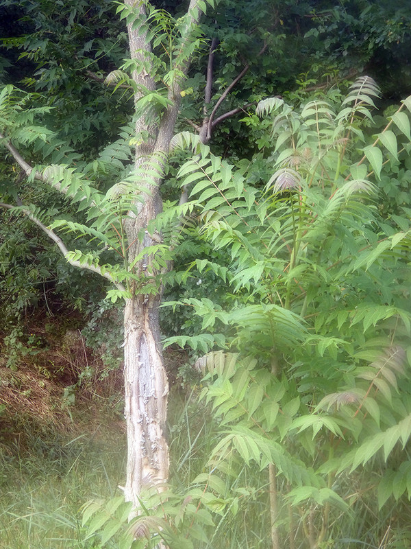 P1030480-1... (1024)