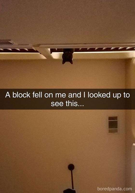 Cat Humor #7