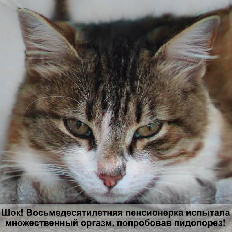 золотистая шиншилла кошка