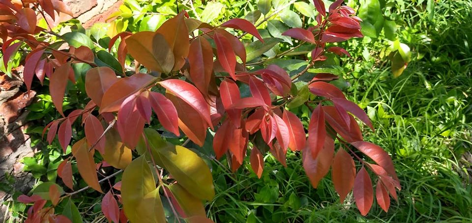 guamirimhojas 76702472 610789773016626 6423909454219051008 o