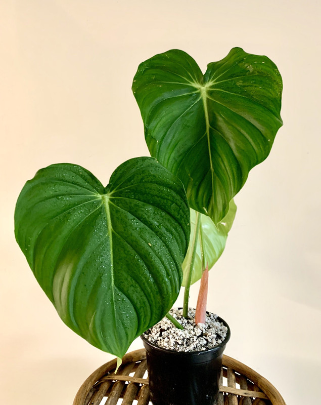 F1B793CE-499A-4D26-BB4F-DAC6F54A1194