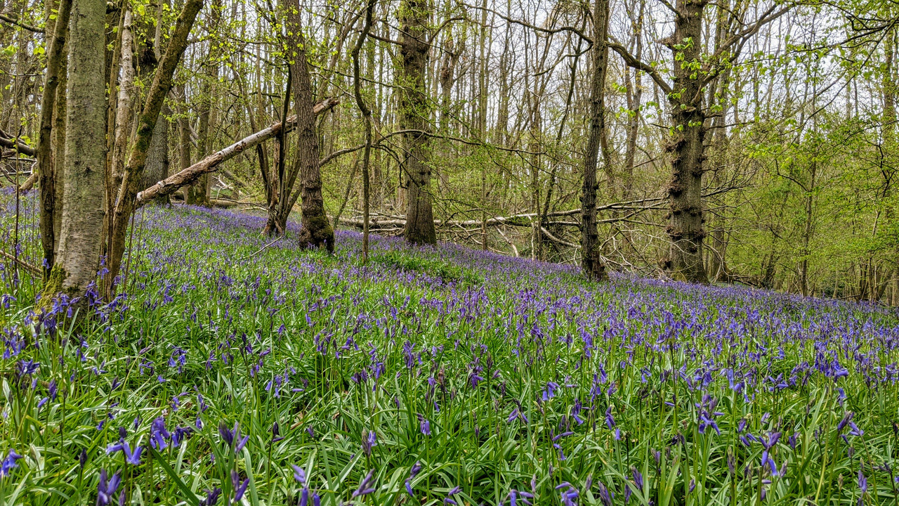 Bluebells in Berkshire