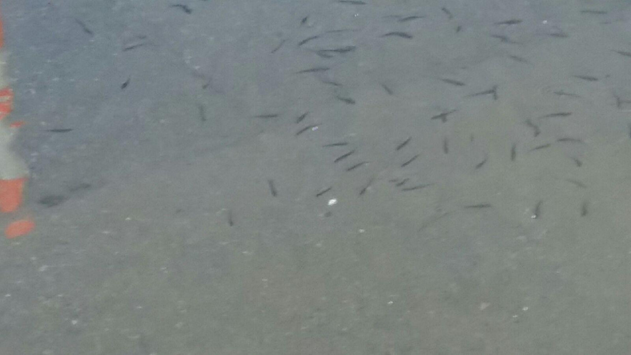 flood6