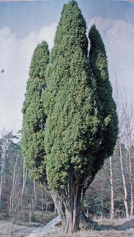 kataja 1